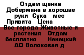 Отдам щенка Добермана в хорошие руки. Сука 5 мес. Привита › Цена ­ 5 000 - Все города Животные и растения » Отдам бесплатно   . Ненецкий АО,Волоковая д.